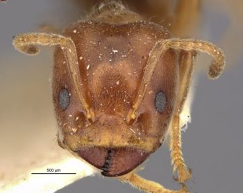 Media type: image;   Entomology 21324 Aspect: head frontal view